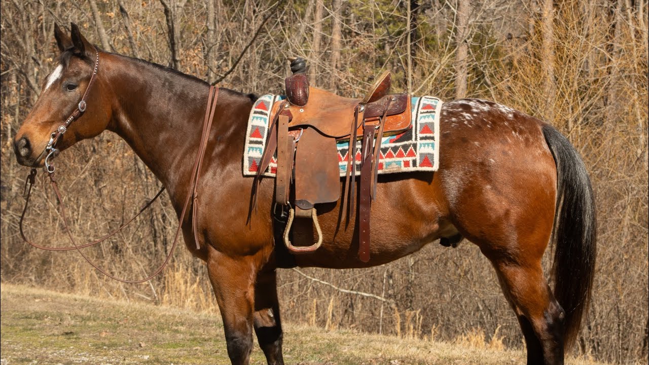 Hes Designed To Be Tough- 2016 POA Gelding heading to The Great American Ranch and Trail Sale 