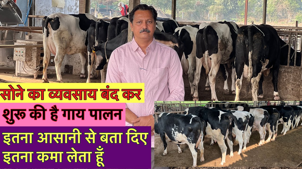 सोने की व्यवसाय बंद कर,, शुरू की है गाय पालन,, dairy farm Gujarat best farm gujarat