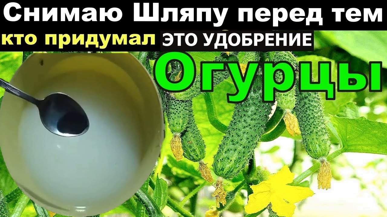 Я в Шоке! Сделал так огурцы в Августе прут не остановить.