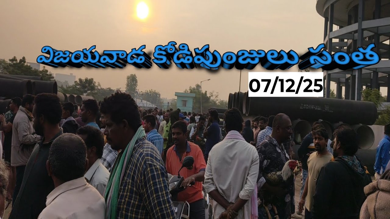 Vijayawada kodipunjula market Vijayawada kolla market Vijayawada kodipunjula santha kolla santha