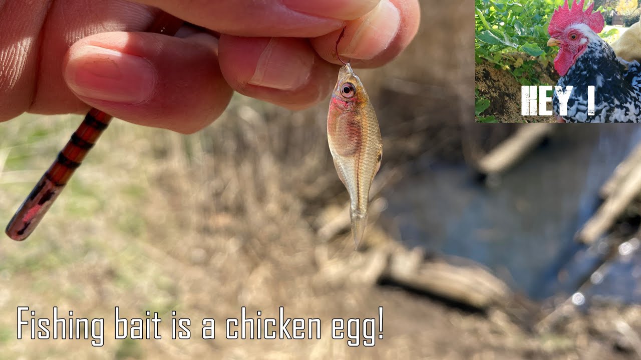 【Crazy】極小のサカナを釣るエサは「ニワトリの卵」でした