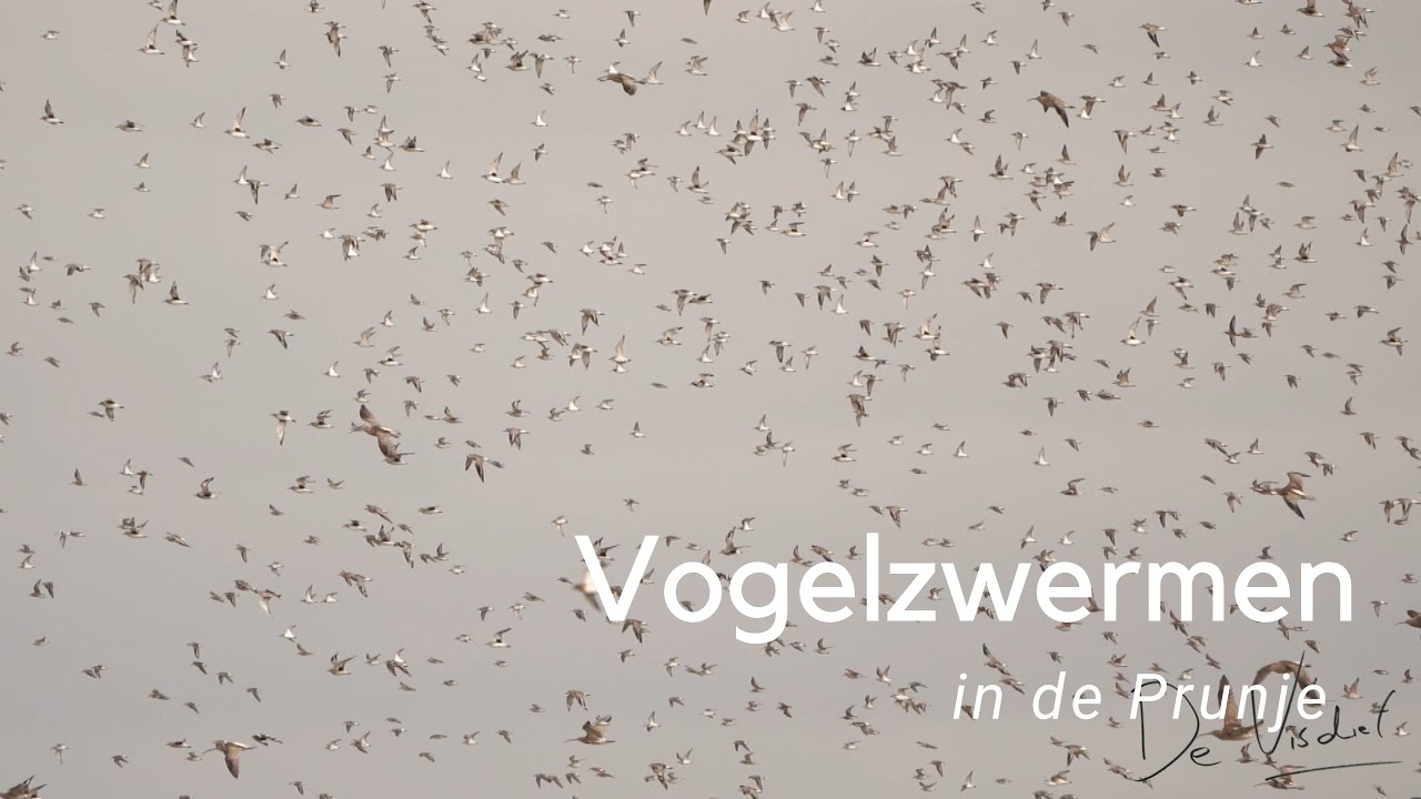 Vogelzwermen in de Prunje #1070