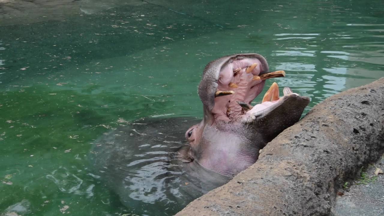 カバの大吉、元気です！＠のんほいパーク