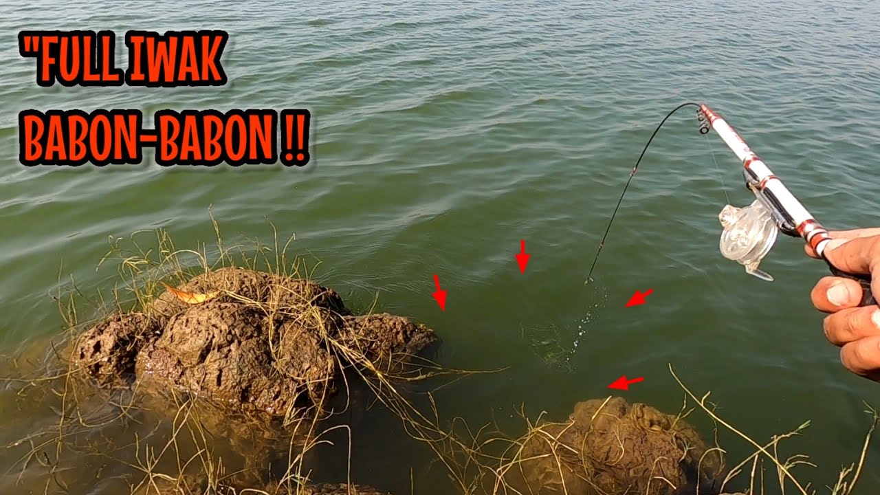 FULL IWAK BABON2‼️YANG MAU KESINI BURUAN WAKTUNYA GAK BANYAK || mancing ikan red devil NAHOL MANIA