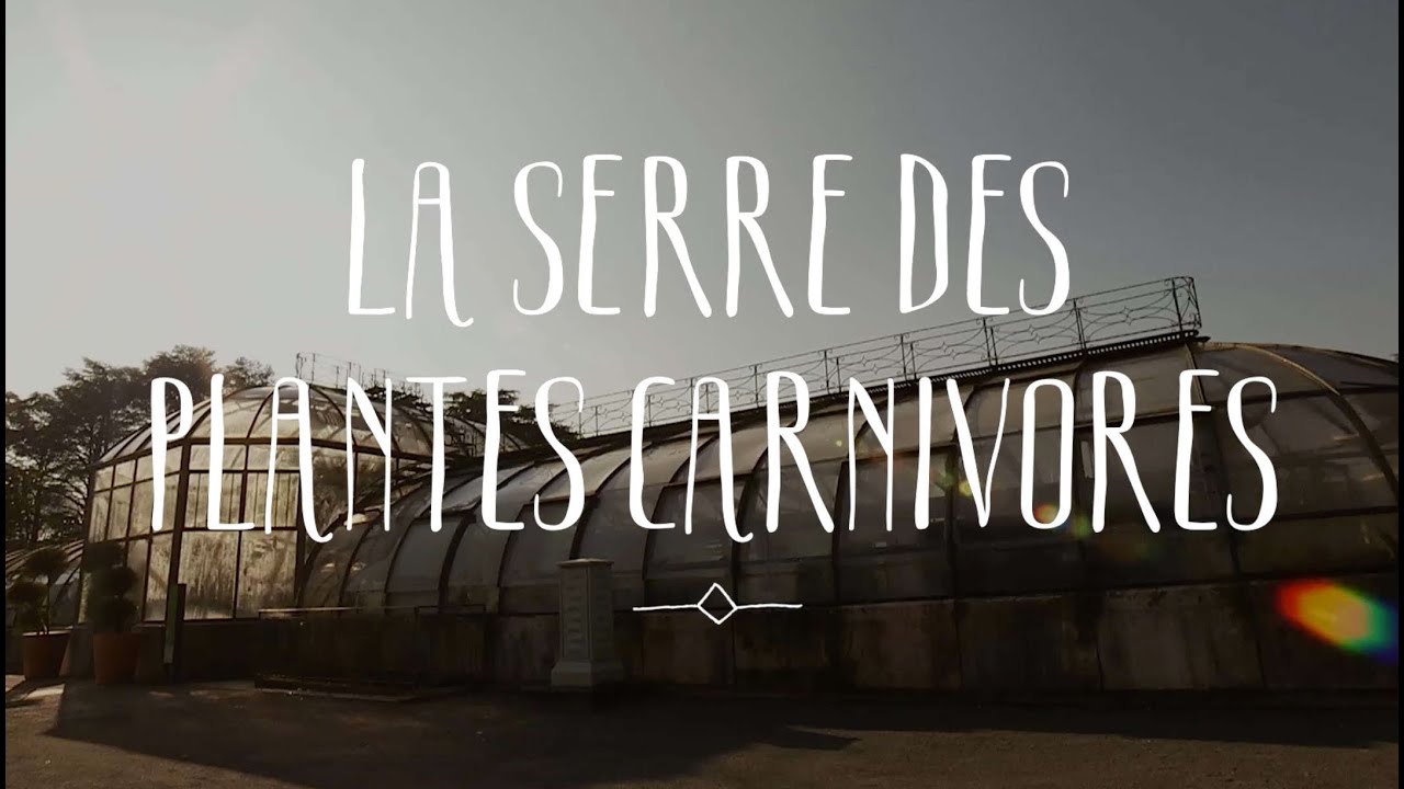 La serre des plantes carnivores