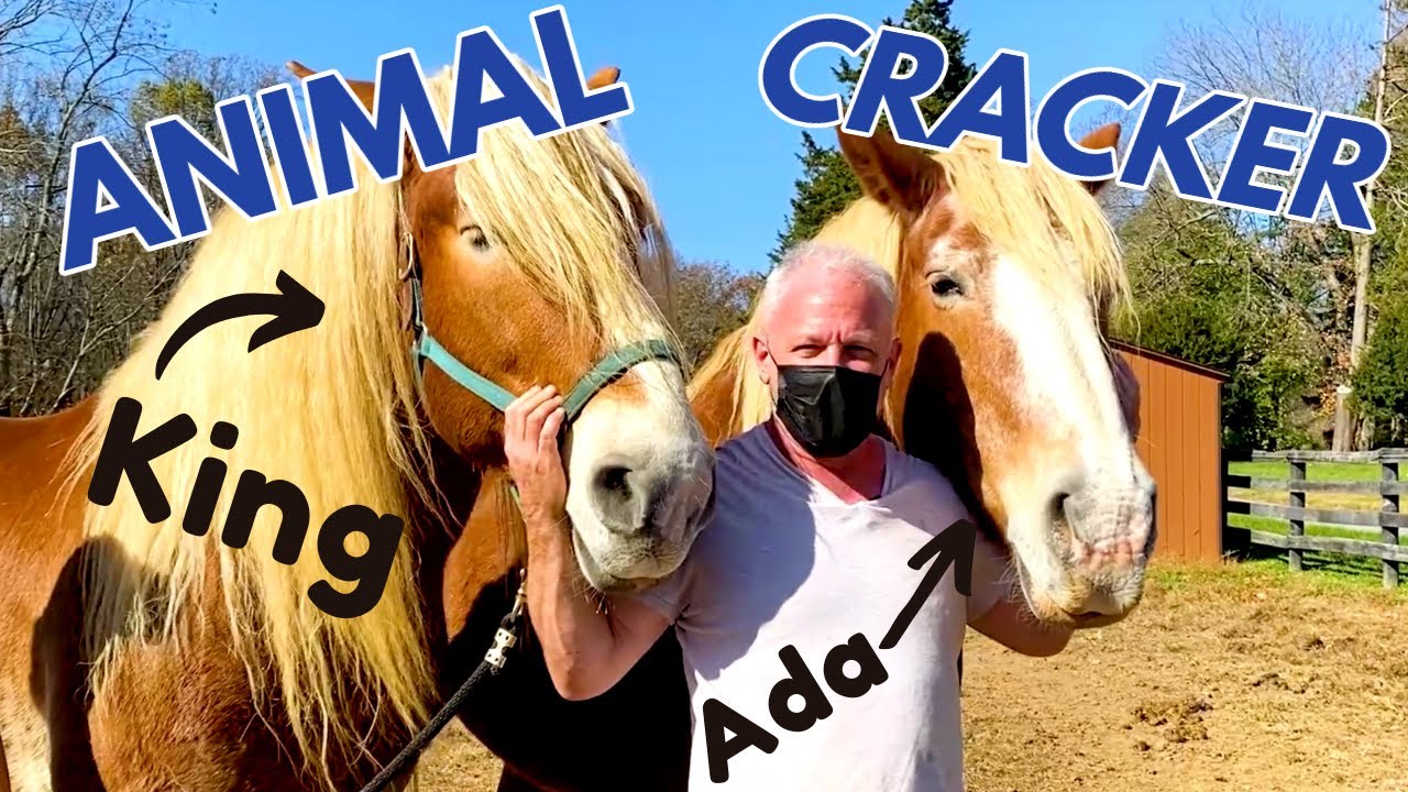 🐴 DRAFT HORSE with STRINGHALT gets a relaxing Chiropractic Adjustment!