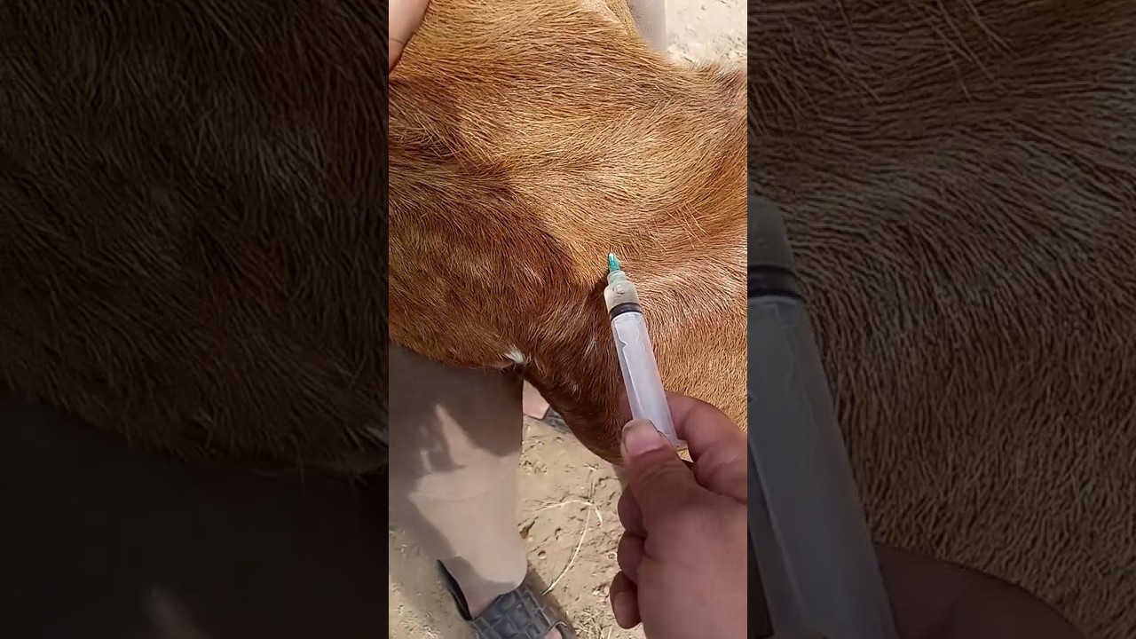 Intramuscular injection in goat| #vet #veterinarian #goat farm #veterinary clinic #short #exoticvet