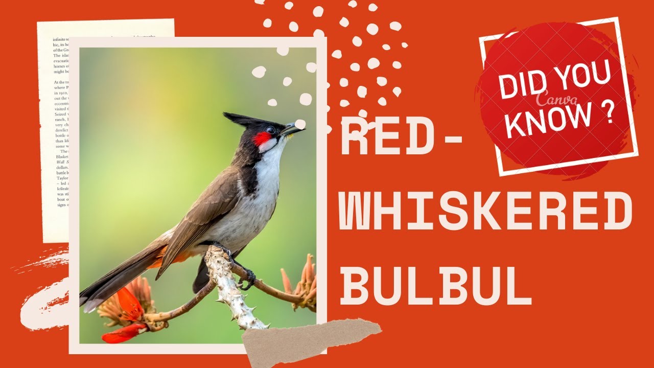 Red-whiskered Bulbul facts | Crested Bulbul | Amazing Animals