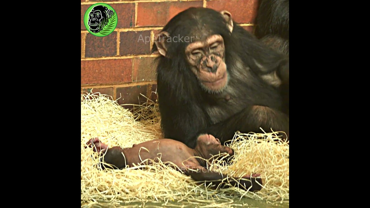 Crying Baby Chimp #shorts
