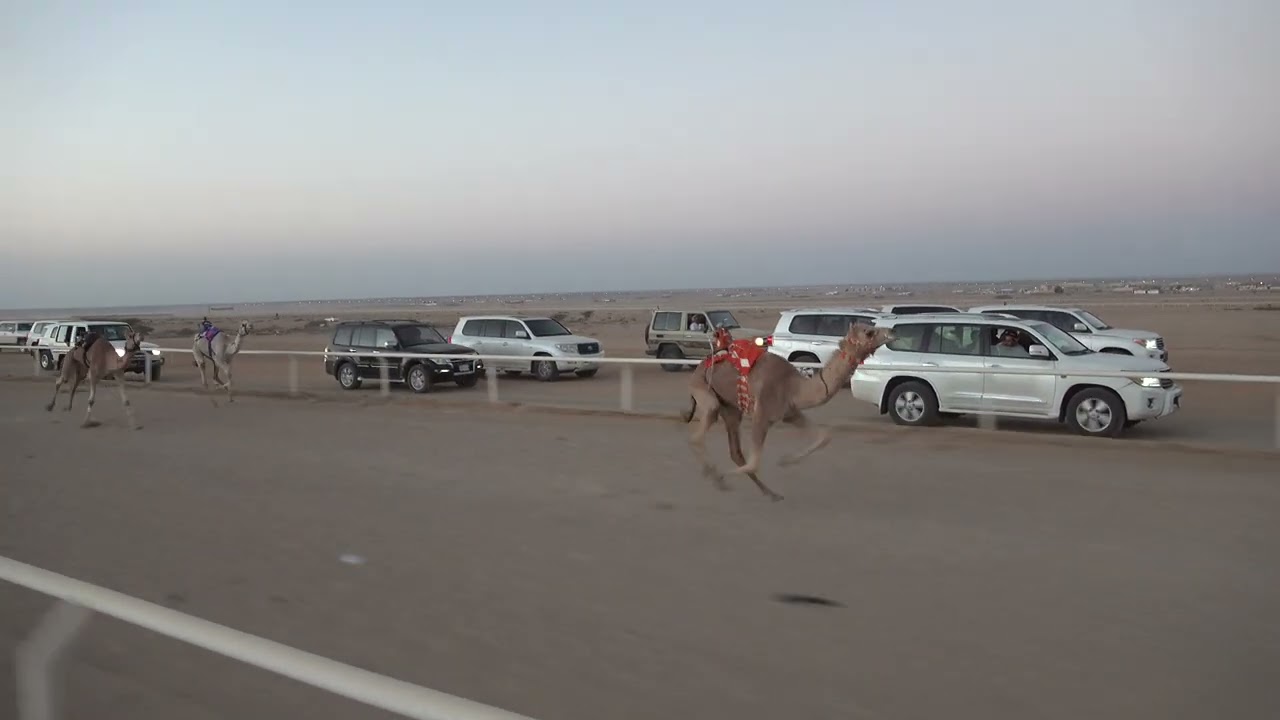 الشوط الرئيسي بكار مفاريد 1500م ( الشبابيه: محمد بن ظاهر ابن غنيم)