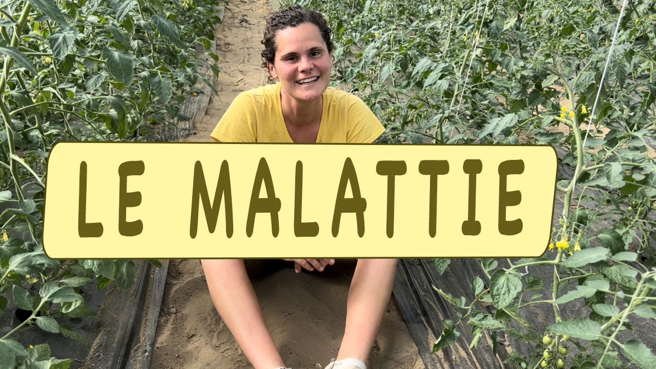 POMODORO - le malattie principali che lo attaccano