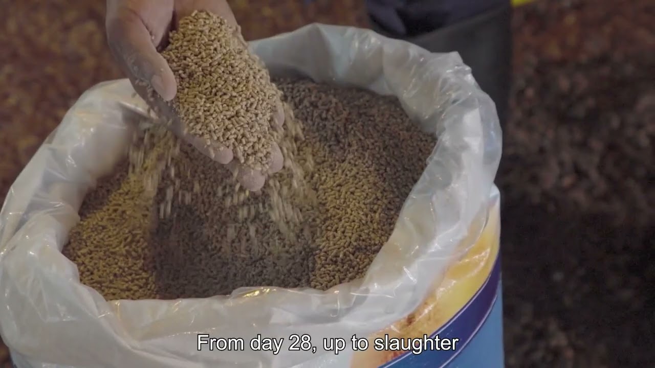 De Heus Farm Up Tutorial: Broilers Feeding Management