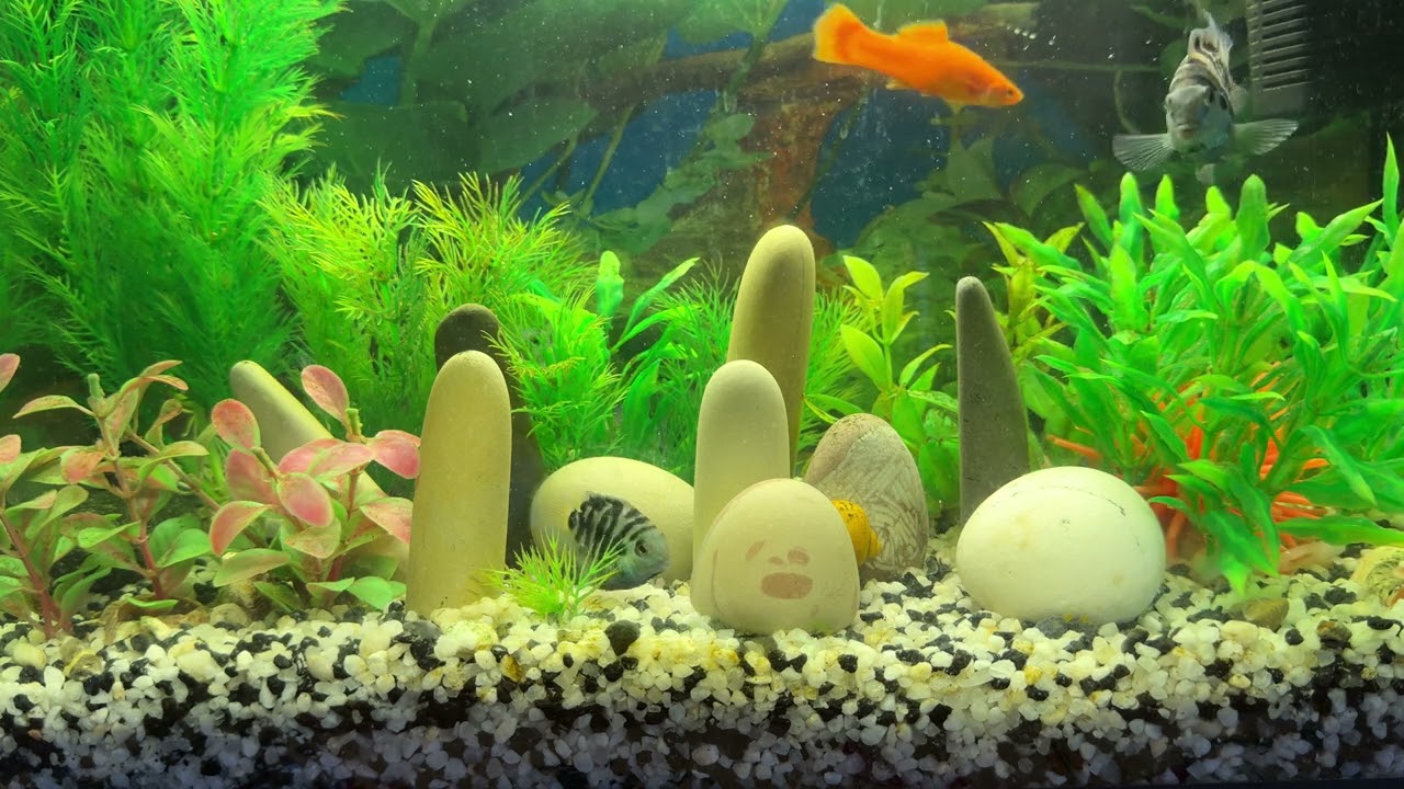 Голубой попугай и меченосца🐟