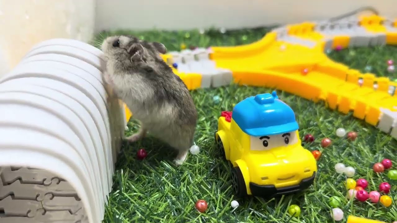 “Hamster vượt qua thử thách khó nhất” – “Hamster Beats the Toughest Challenge!” #pets #cute #animals