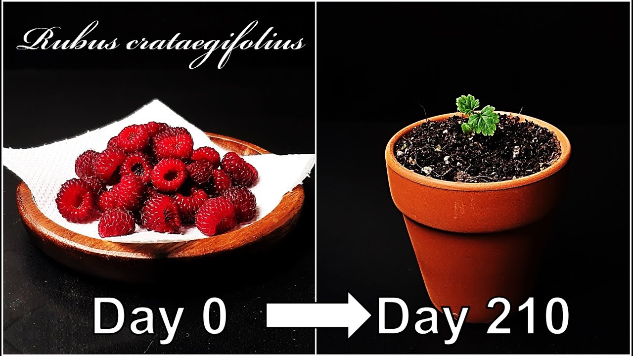 How to grow Raspberry｜Growing Raspberry from seed｜How to grow #51 Raspberry｜Eng Sub
