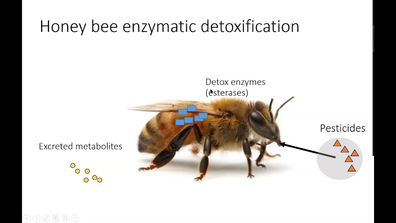 Pesticides and honey bees: recent research at NC State