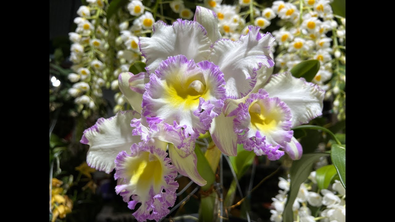 LAN RỪNG LÂM ĐỒNG-0834608769