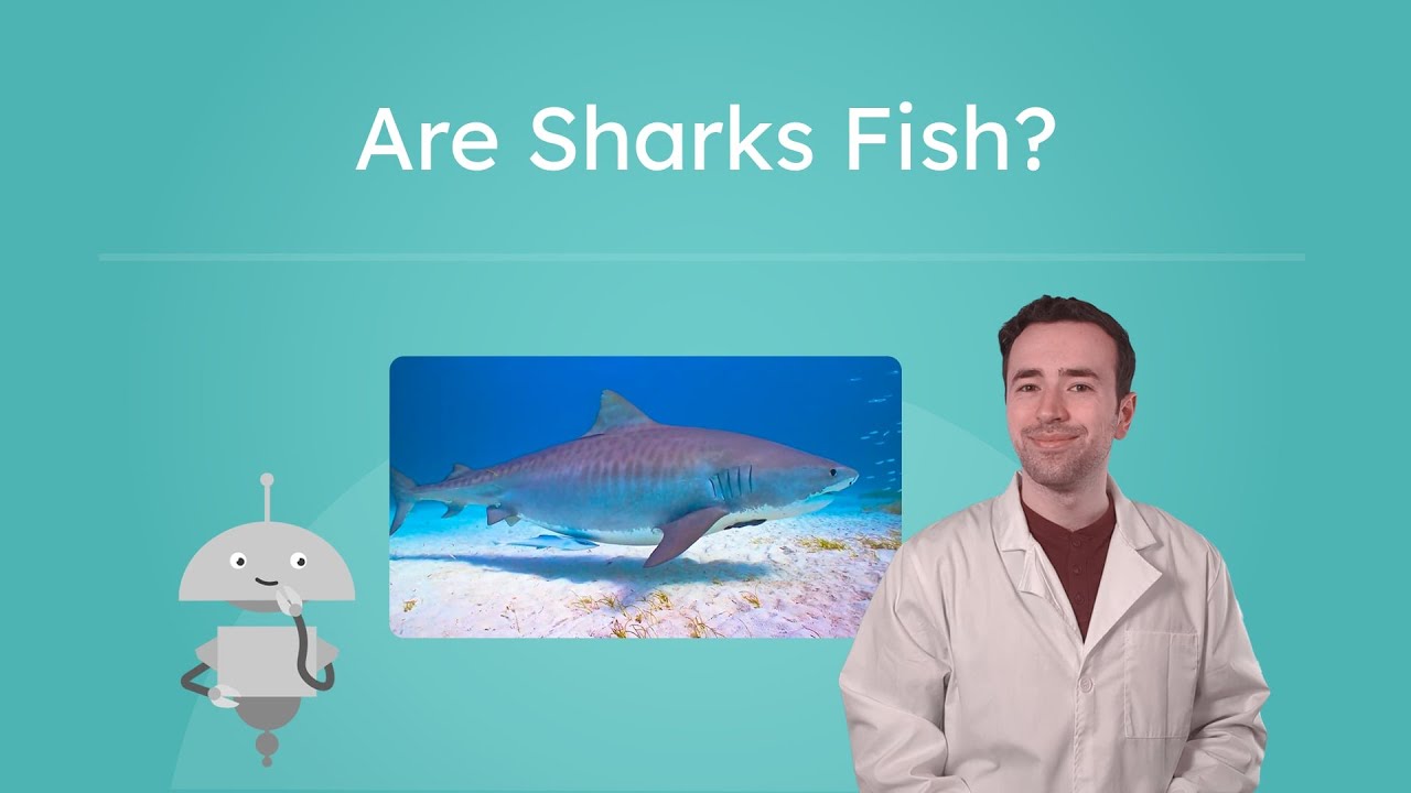 Are Sharks Fish? - Shark Characteristics and Survival Traits