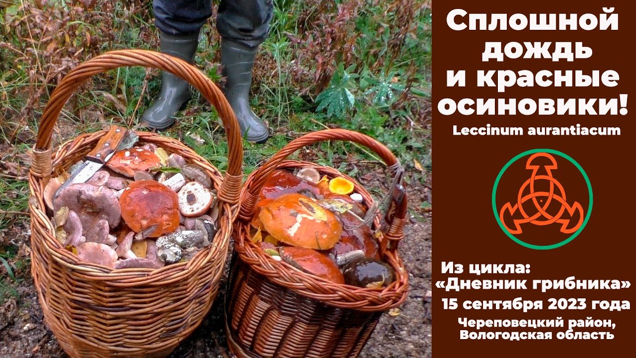 Сплошной дождь и красные осиновики. Дневник грибника 15 сентября 2023 года.