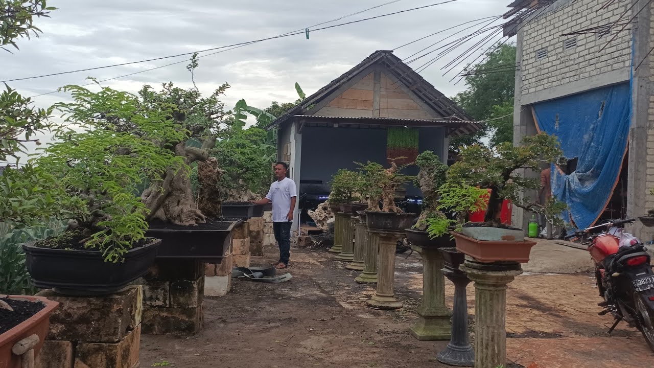 CEK HARGA BONSAI MONSTER NYA LOA. KINKIT SERUT BATU TERBARU.. DI MAS TEGUH. 0813-3604-7544