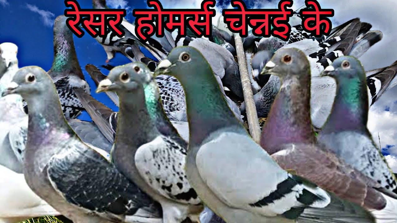 Racer Homer Pigeons At Chennai of Mr Shafeeq