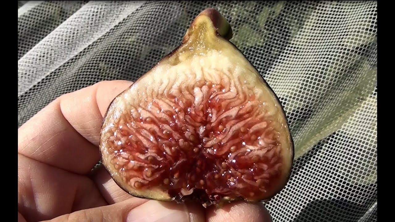 Bass' Favorite Fig  (BFF)