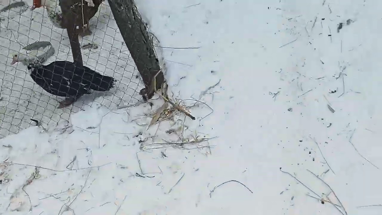 Відповідь на коментарі і все потрошку 