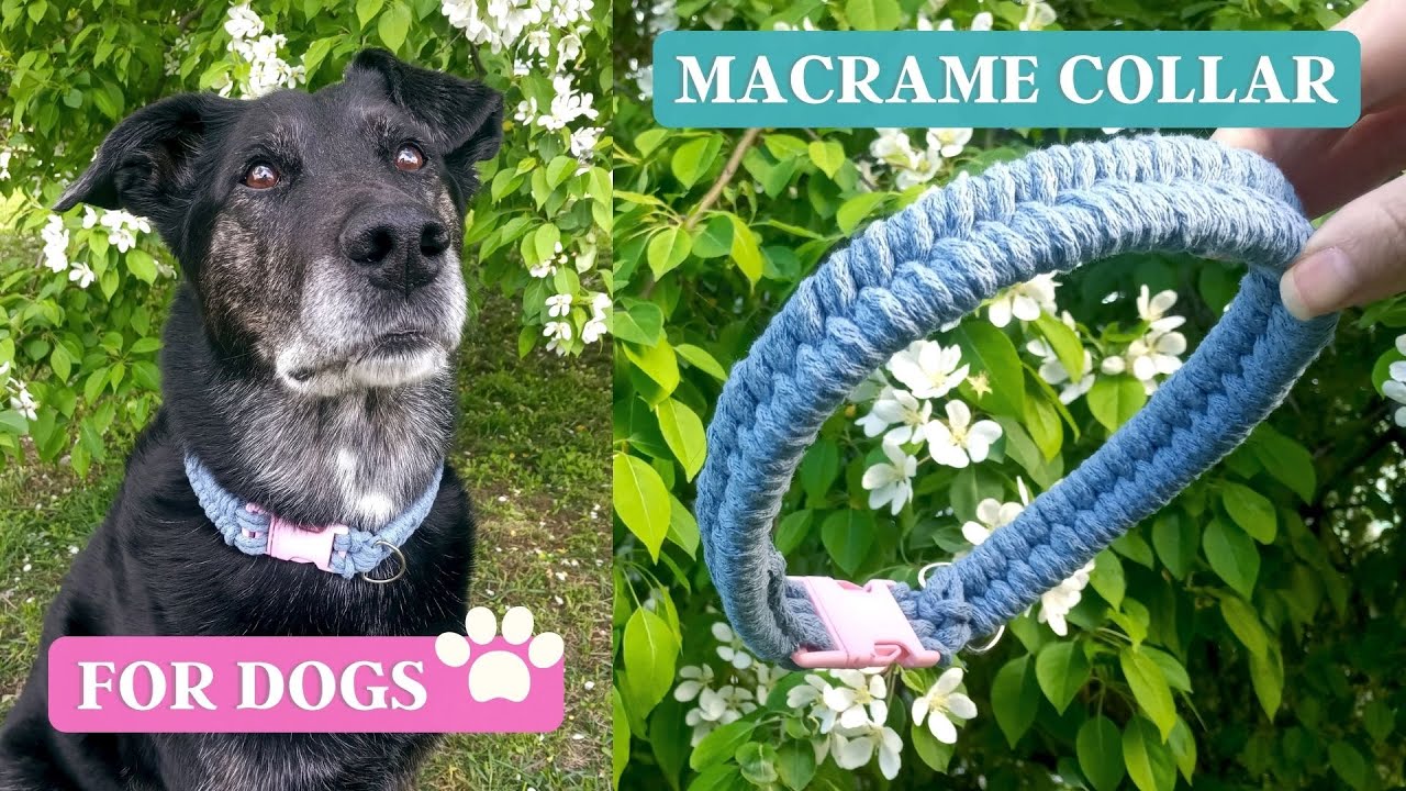 HOW TO MAKE A DOG COLLAR | MACRAME DOG COLLAR TUTORIAL | COLEIRA PET MACRAMÉ