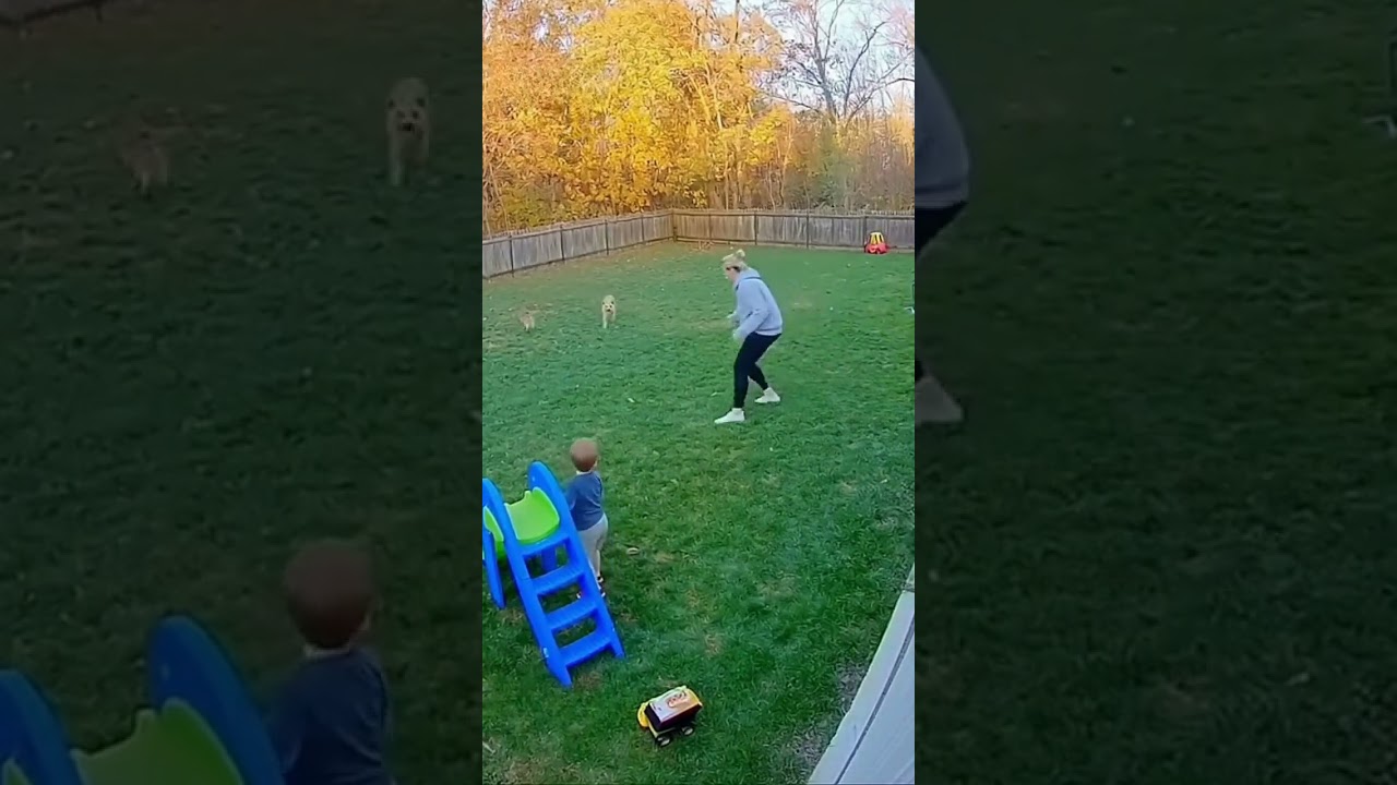 Coyote Attacks Kid &mdash; Watch This Dog Defend Like a Warrior