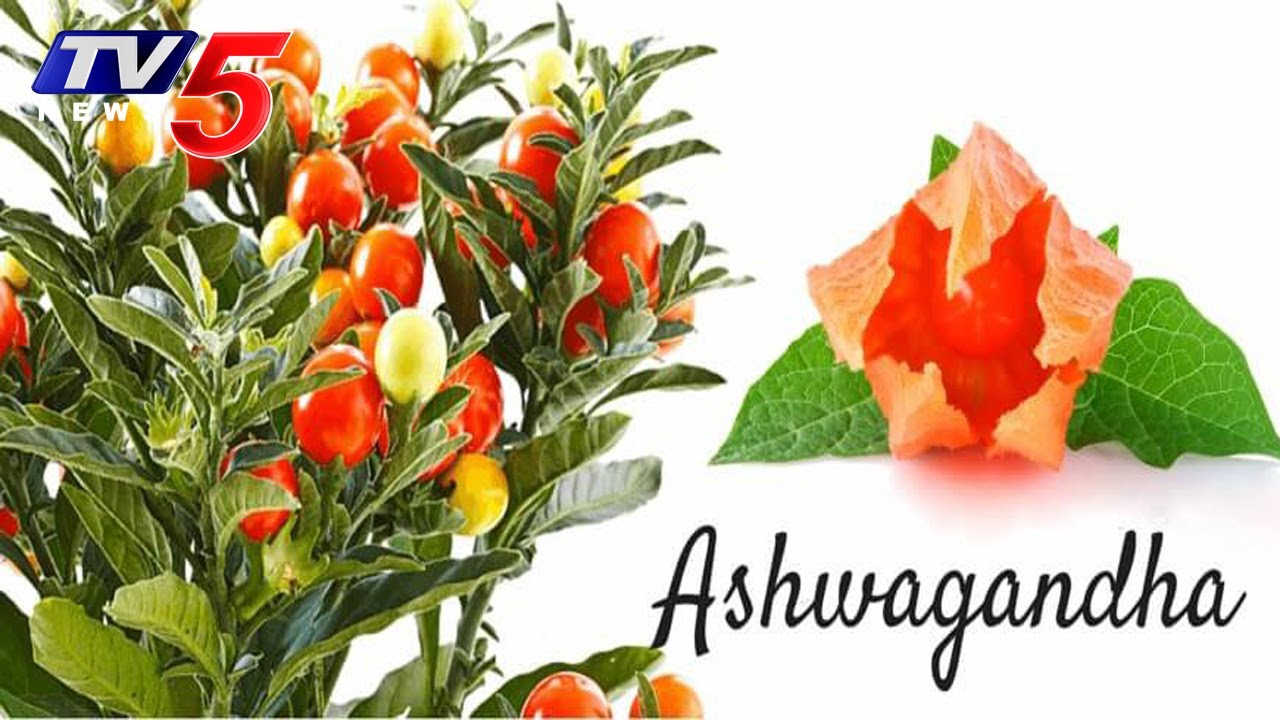 Health Benefits of Ashwagandha | Veda Vaidhyam | Hindu Dharmam