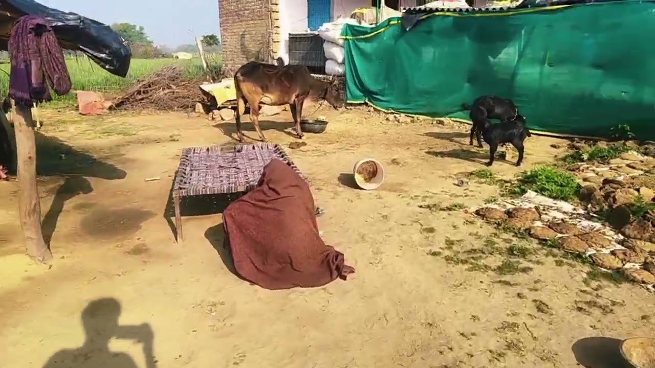 दादी को छुपा के डरा दिया 🤪