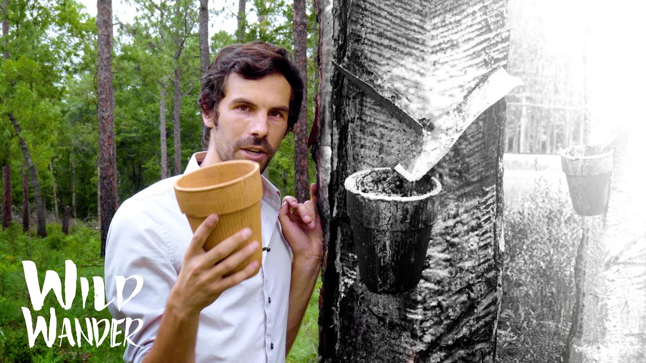 Catface Tree, Herty Cup, & the History of the TURPENTINE Industry | Wild Wander