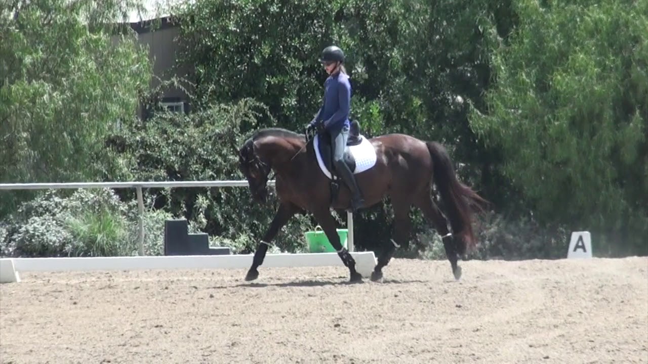 How to ride Dressage Training level test 1