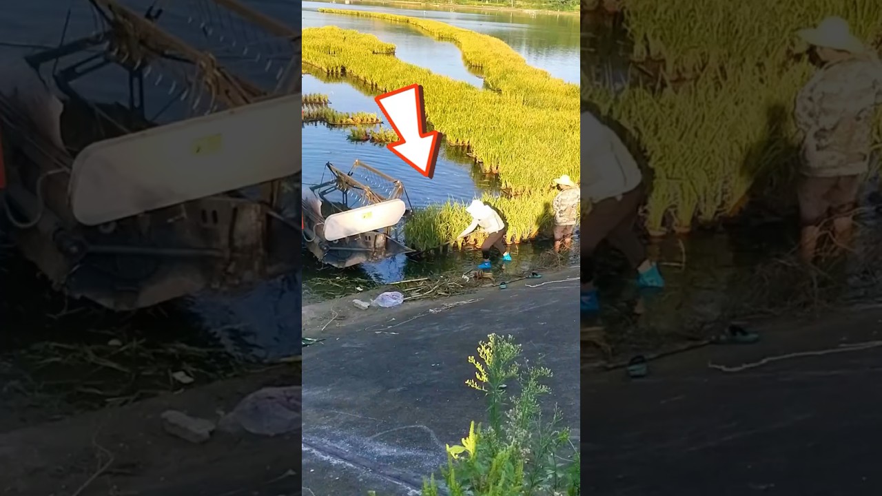 Flood rice fields 
