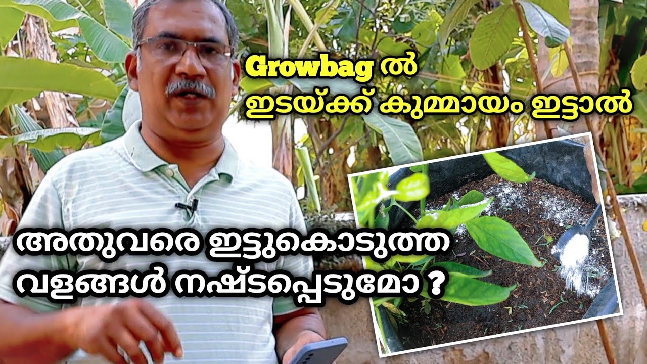 Growbag ൽ ഇടയ്ക്ക് കുമ്മായം ഇട്ടുകൊടുത്താൽ, അതുവരെ ഇട്ടുകൊടുത്ത വളങ്ങൾ നഷ്ടപ്പെടുമോ....? |QA 63
