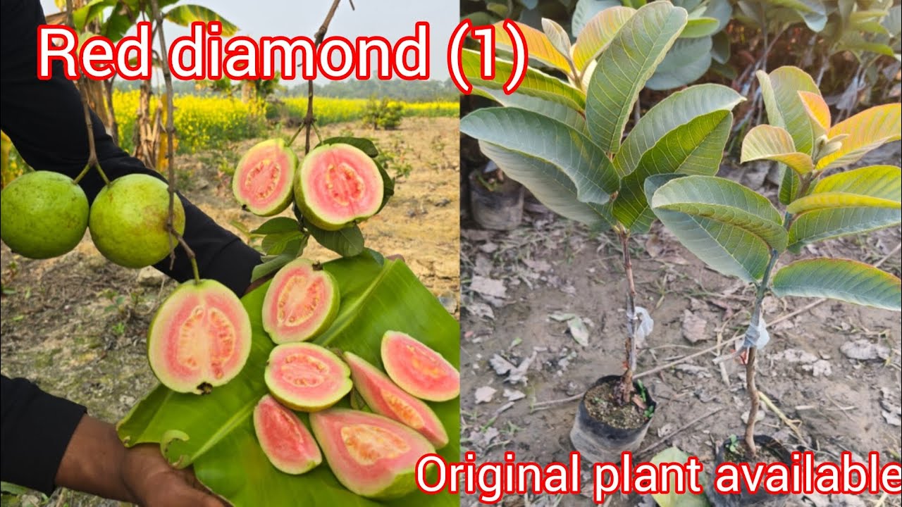 Red diamond 1 guava plant 100% original plant available and all over india delivery 🚚 and low price 