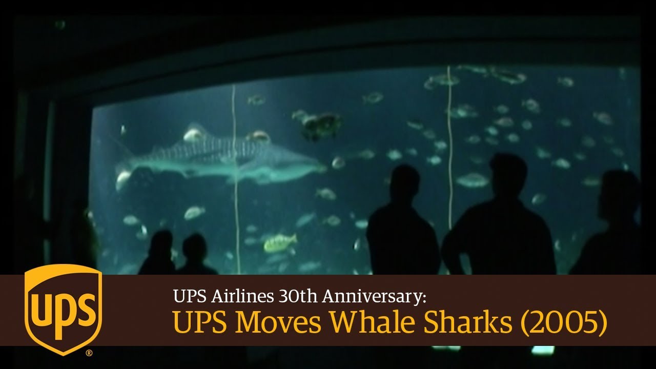 30-летие авиакомпании UPS: UPS переместила китовых акул (2005)