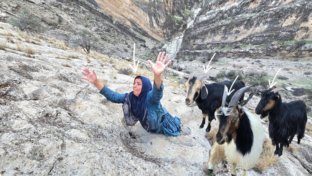 Ismat's adventure to save sheep and wolves attack in the Zagros Mountains 🏔️🐺🐑