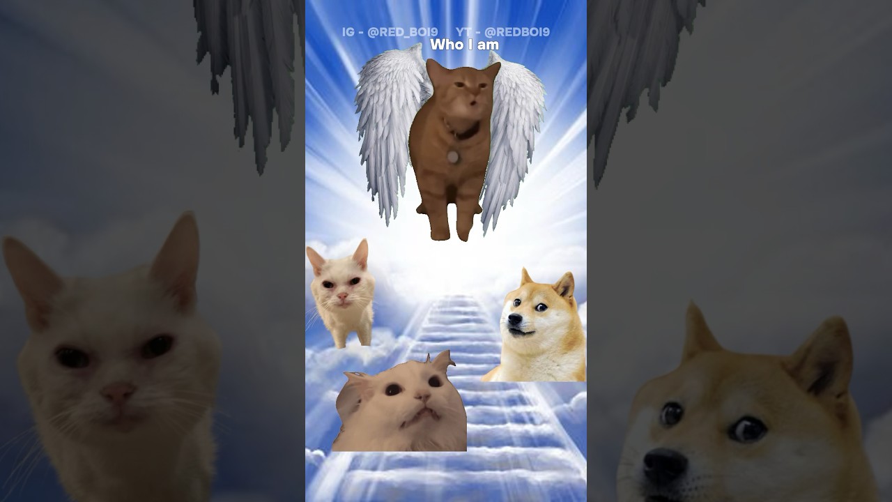 Rip Cala the Cat ( I go meow ) | Red Boi