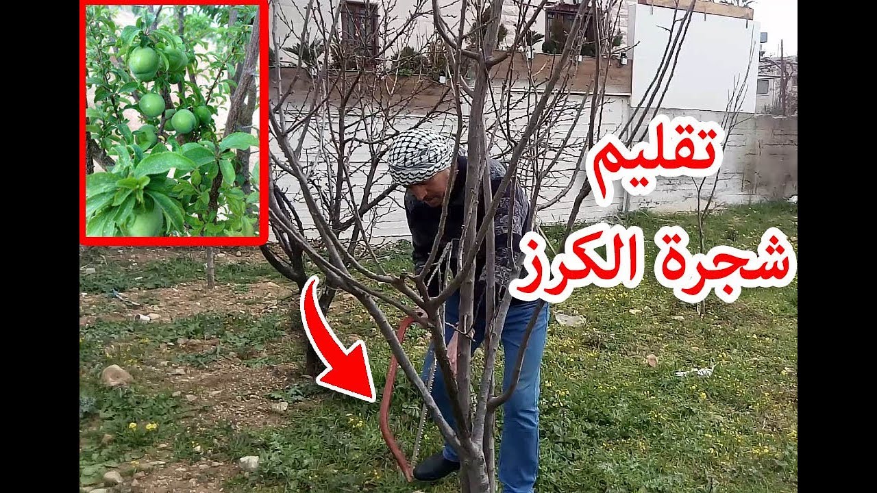 تقليم شجرة الكرز . Pruning the Mature Cherry Tree