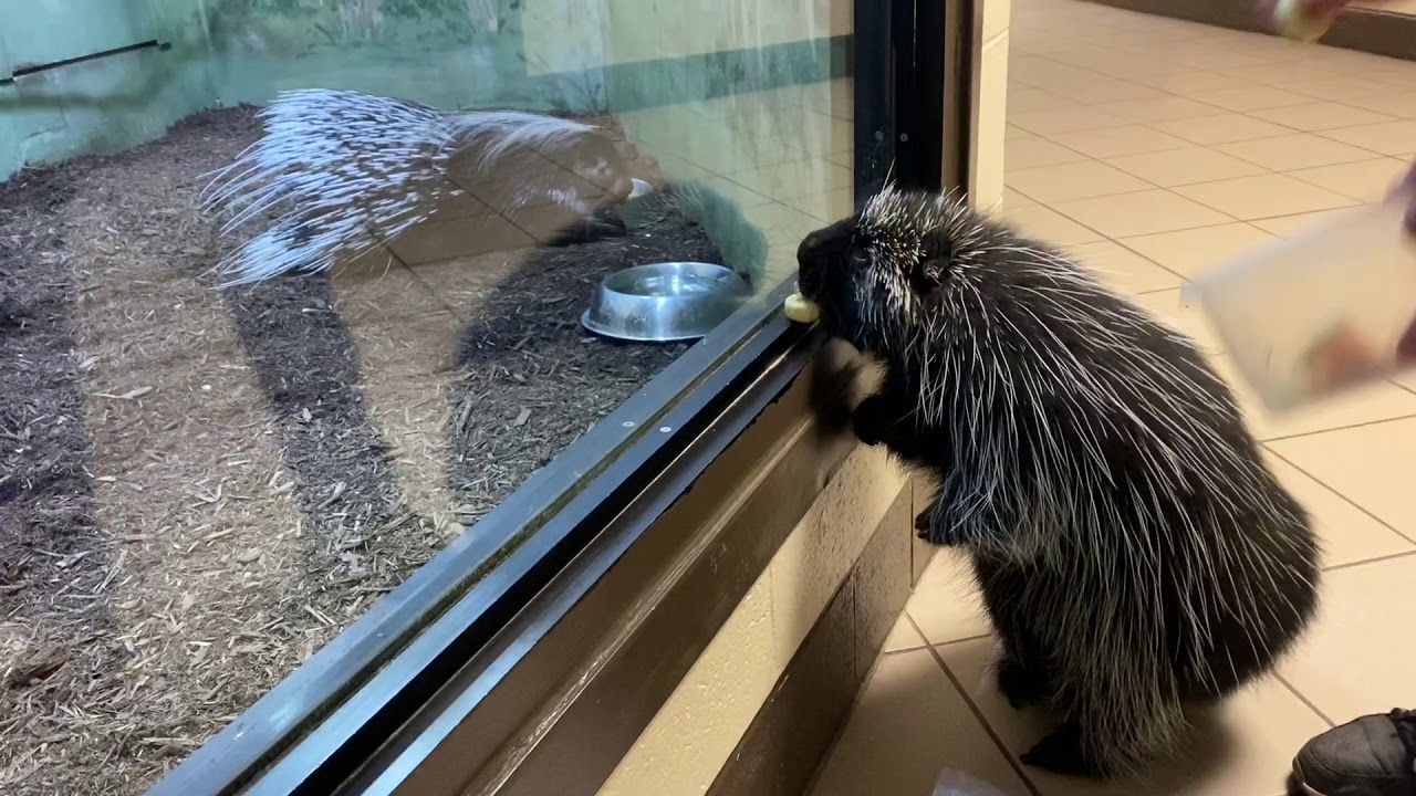 North American Porcupine, Muppet, explores the Rosamond Gifford Zoo