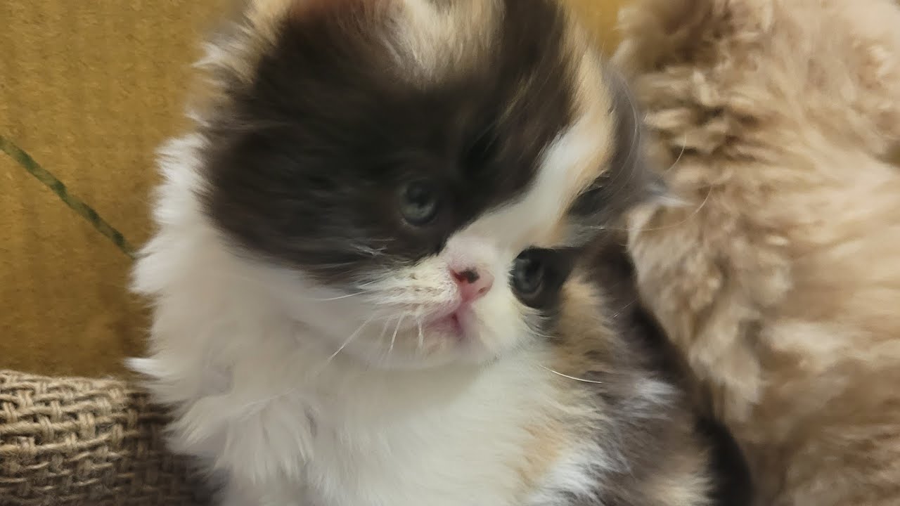 SUcatfun is live kittens daily routine
