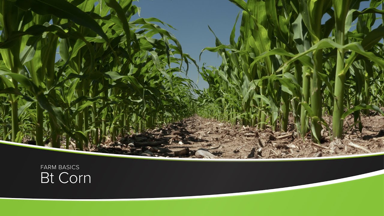 Bt Corn