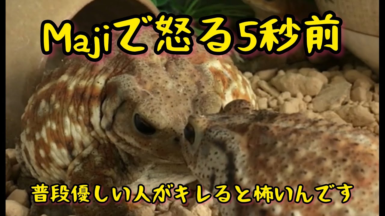 Expression of Angry Toads//Majiで怒る5秒前の蛙が可愛すぎた