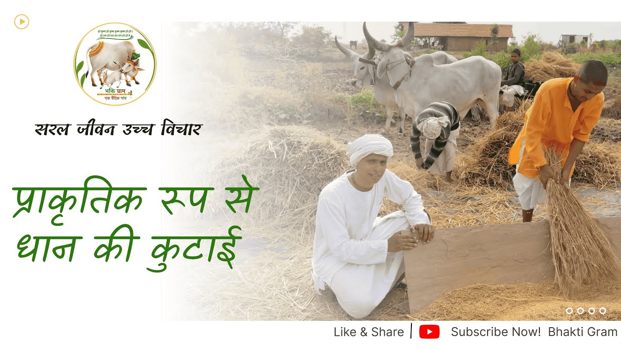 धान की कुटाई | #bhaktigram #villagelife #dhan_ki_kuttai #2026 #bhaktigram_updates
