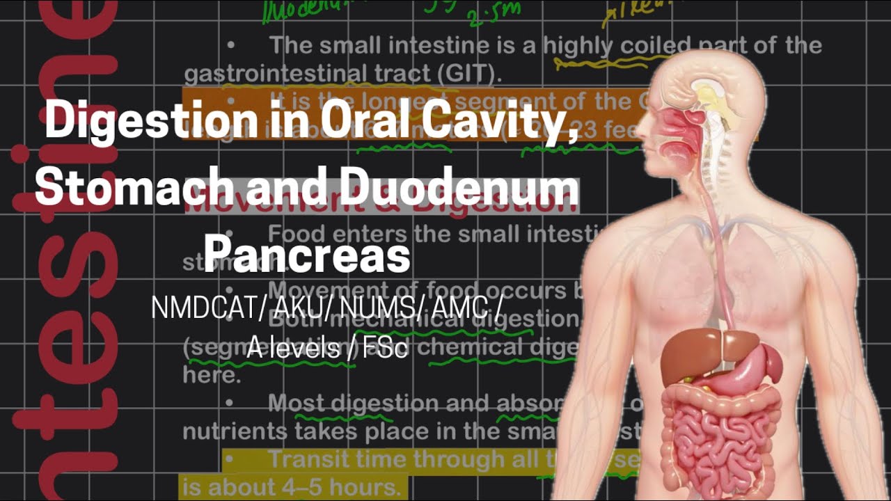 Human Digestive System Part 1 | MDCAT/A levels/ FSc | BiologicaAli With Ayhian