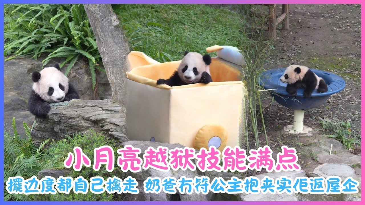 25.12.22💖小月亮越狱技能满点～擺边度都自己擒走，奶爸冇符公主抱夹实佢返屋企💖