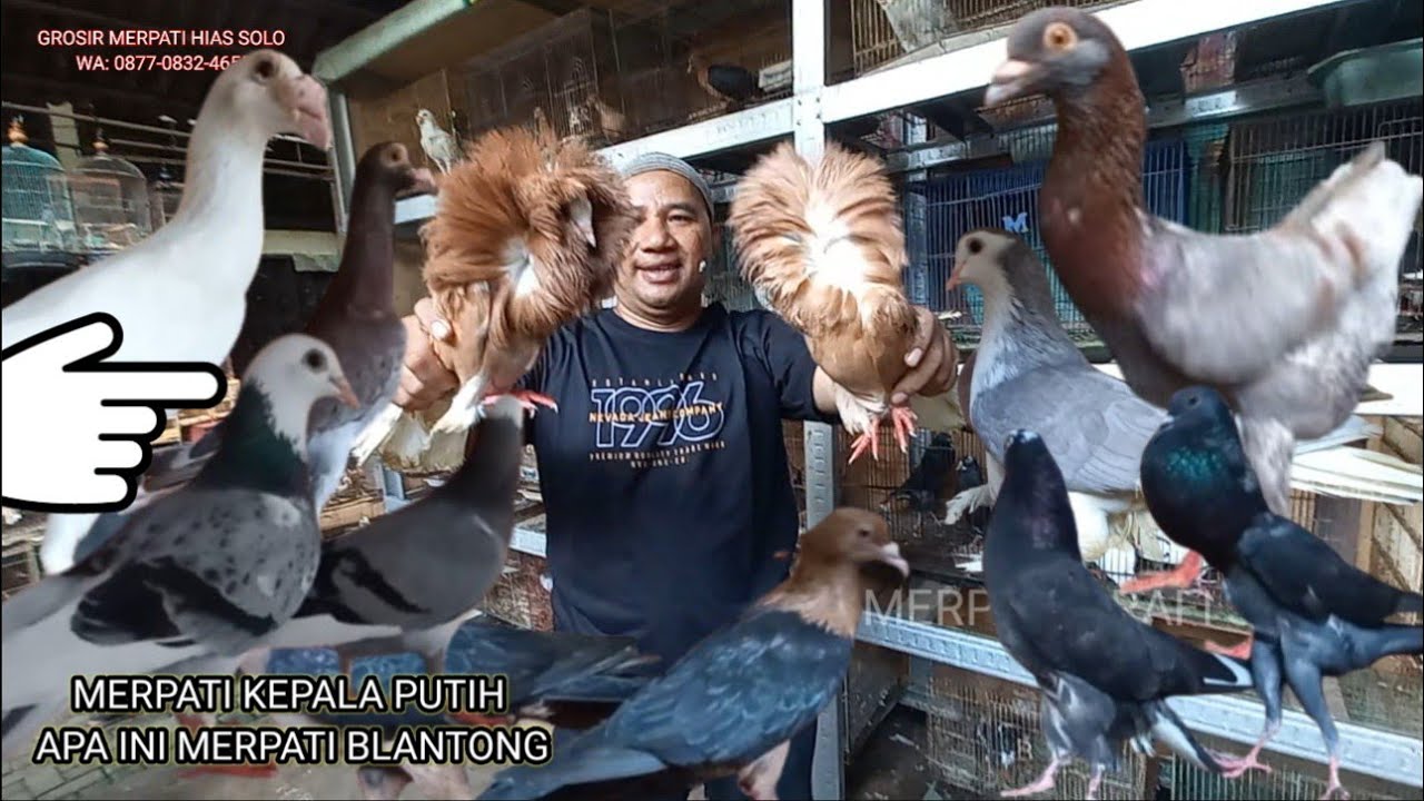 Pusat Merpati Hias Terlengkap di Solo — Jenis Langka & Warna Unik Ada Semua!”