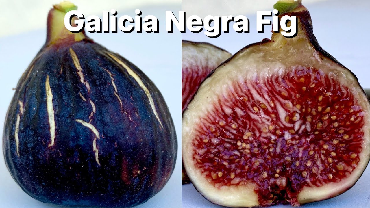 Galicia Negra Fig