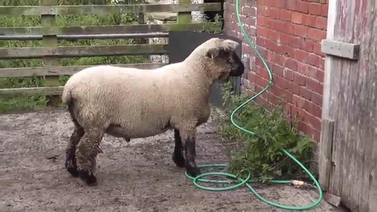 2015 Langrigg Shearling Rams